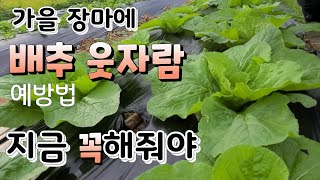 가을 장마에 김장배추 웃자람 꼭 예방해야 결구  잘된다 웃자람 예방법
