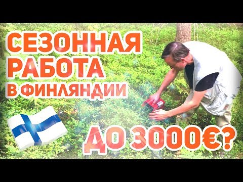 Работа в Финляндии. Сколько можно заработать на лесной ягоде?