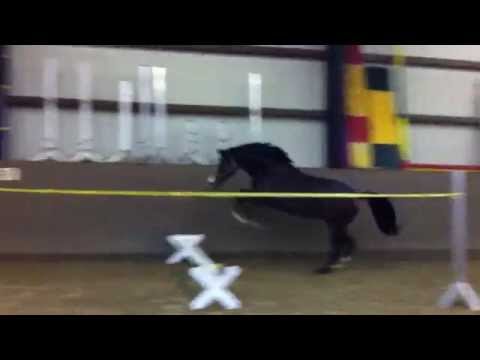 `Cronshagen` Hengst v. Cancara Ramirado