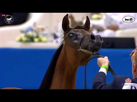 N 26 AL ARYAM ALDHANNA   Dubai International Arabian Horse Championship 2021   Yearling Fillies Clas