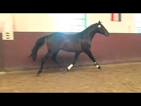 29. Mecklenburger Körtage - Kat.Nr. 49 Hengst v. Casiro