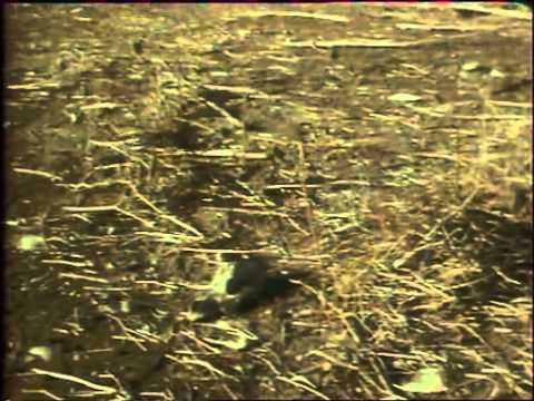 Israel 1977 - Hebrew songs (Finjan....) - video 1