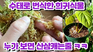 수태로 번식시킨 희귀식물 흙에 옮겨심는 과정!! 뿌리내린 삽수 수태 제거방법!! 산삼캐는줄 ㅋㅋ