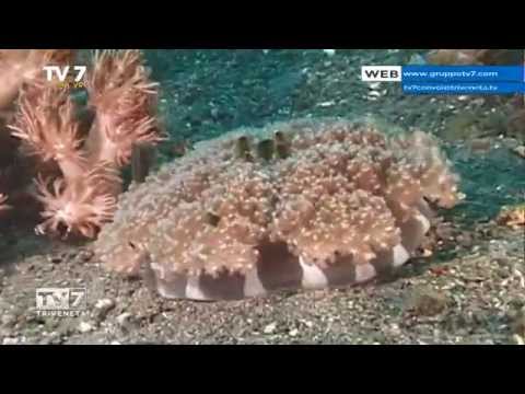 Tv7 con Voi del 29/10/2015 - Andiamo a Komodo (2 di 3)