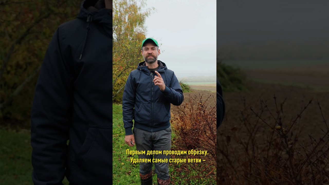 Жимолость будет давать только крупную сладкую ягоду, если сделаете так сейчас!
