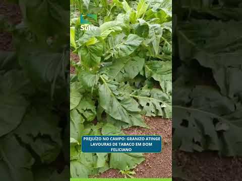 Prejuízo no campo: granizo atinge lavouras de tabaco em Dom Feliciano #sultv #riograndedosul