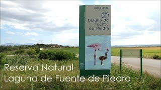preview picture of video 'Visitas Fuente Piedra - Laguna de Fuente de Piedra'