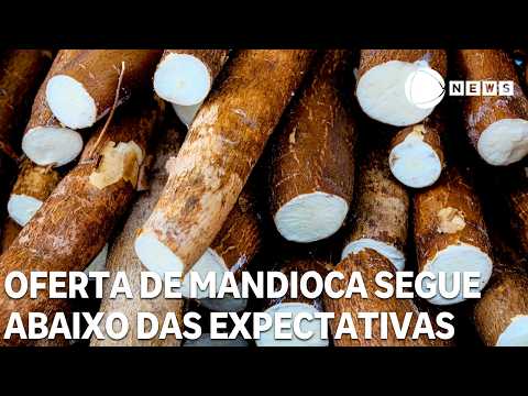 Oferta de mandioca segue abaixo das expectativas