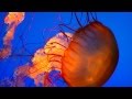 Экзотические медузы - очень красивое видео 
