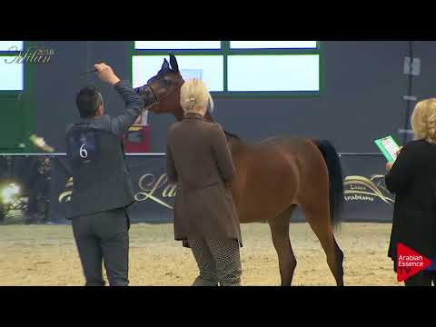 N.6 NOHIBA REGALIS - Milan 2018 - Yearling Fillies (Class 1A)