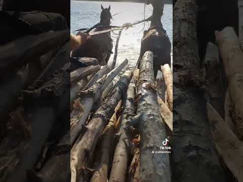 cărăm lemne în coslogeni