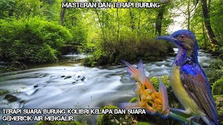 Download lagu SUARA GEMERICIK AIR MENGALIR TERAPI BURUNG || TERAPI BURUNG KOLIBRI KELAPA BAHAN AGAR BUNYI mp3 Download lagu SUARA GEMERICIK AIR MENGALIR TERAPI BURUNG || TERAPI BURUNG KOLIBRI KELAPA BAHAN AGAR BUNYI mp3