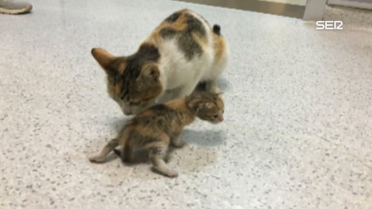 Una gata lleva a sus crías enfermas hasta una clínica veterinaria