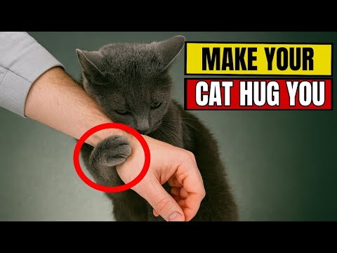 5 Ways to Make Your Cat Want to Cuddle All the Time