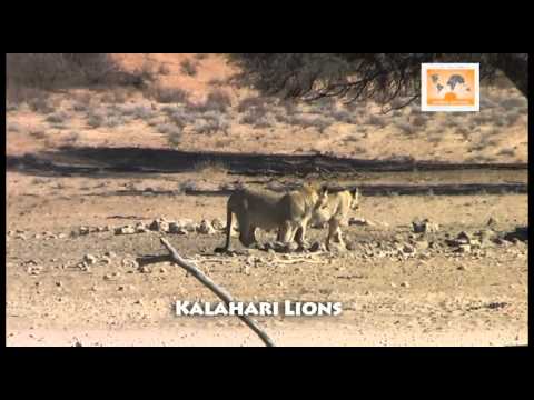 Kalahari National Park: South Africa