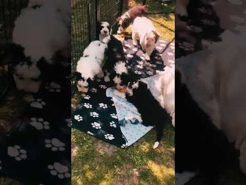 Portuguese Water Dog puppy for sale
