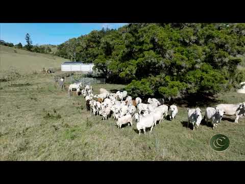 61 Euston Road, Glastonbury, QLD 4570, 3 રૂમ, 1 બાથરૂમ, Lifestyle Property