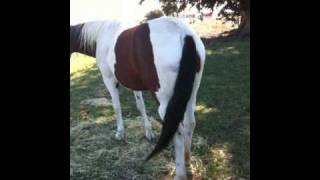Feeding Horses in pasture - Aggressive Mare pushing humans - Rick Gore Horsemanship