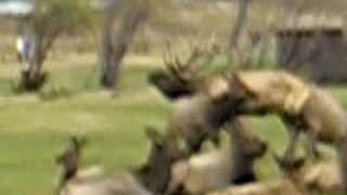 preview picture of video 'Estes Park Elk'