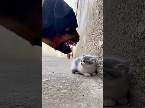 Собака против котёнка… но вот что вышло 😳