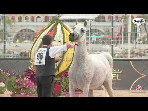 N 96 D AZIZA   Mediterranean and Arab Countries AHC   Menton 2021   Mares 8+ Years Old Class 5