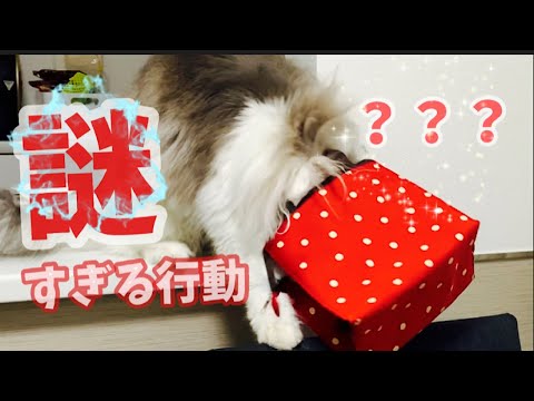 Norwegian Forest Cat whose behavior is too mysterious