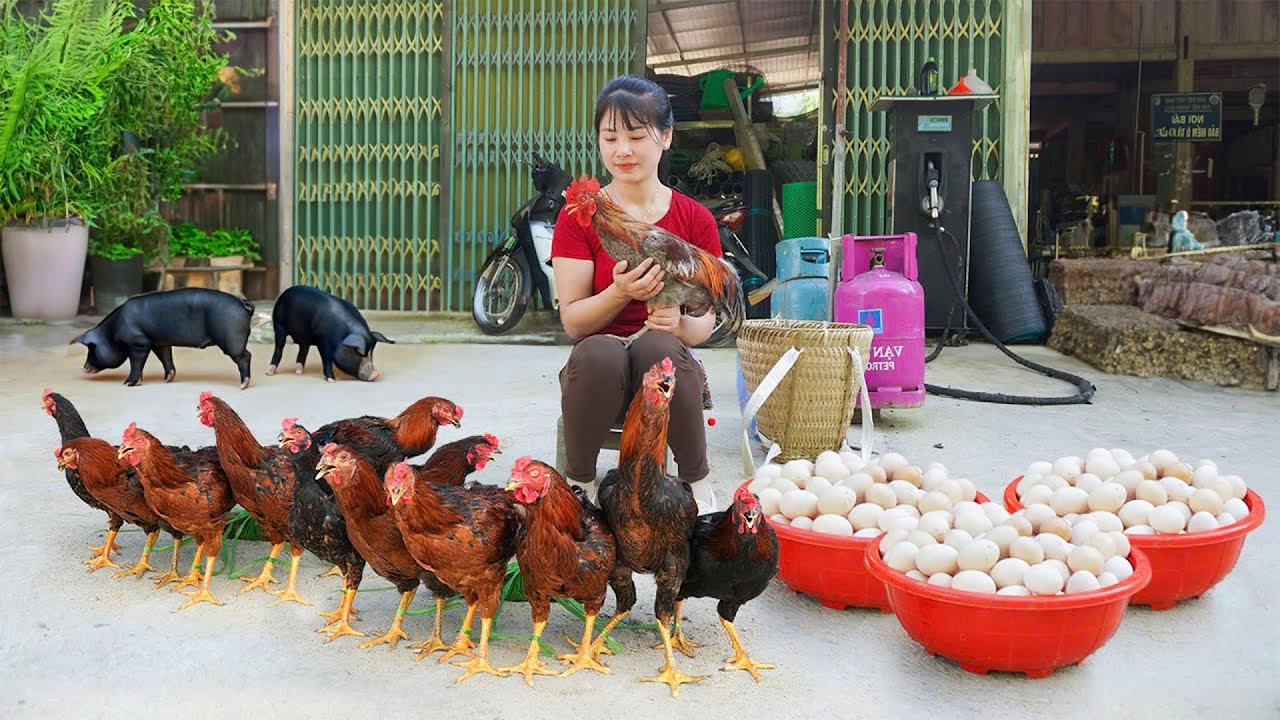 Harvest Chicken Rooster And Chicken Eggs Goes To Market Sell - Farm Girl
