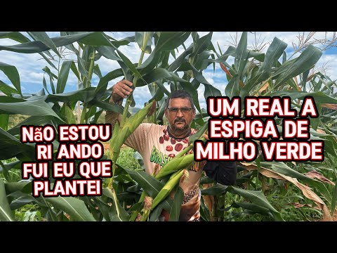 Vendendo milho verde a um real a unidade 