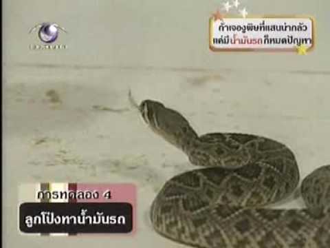 ถ้าผมเอายาฉีดยุง ไปฉีดใส่ใบหน้างู มันจะมึนไหมครับ.... - Pantip ถ้าผมเอายาฉีดยุง ไปฉีดใส่ใบหน้างู มันจะมึนไหมครับ.... - Pantip