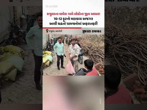 Rajulaના વાવેરા ગામે લોકોના જીવ અધ્ધર! 10-12 ફૂટનો મહાકાય અજગર આવી ચઢતાં ગ્રામજનોમાં અફરાતફરી Rajulaના વાવેરા ગામે લોકોના જીવ અધ્ધર! 10-12 ફૂટનો મહાકાય અજગર આવી ચઢતાં ગ્રામજનોમાં અફરાતફરી