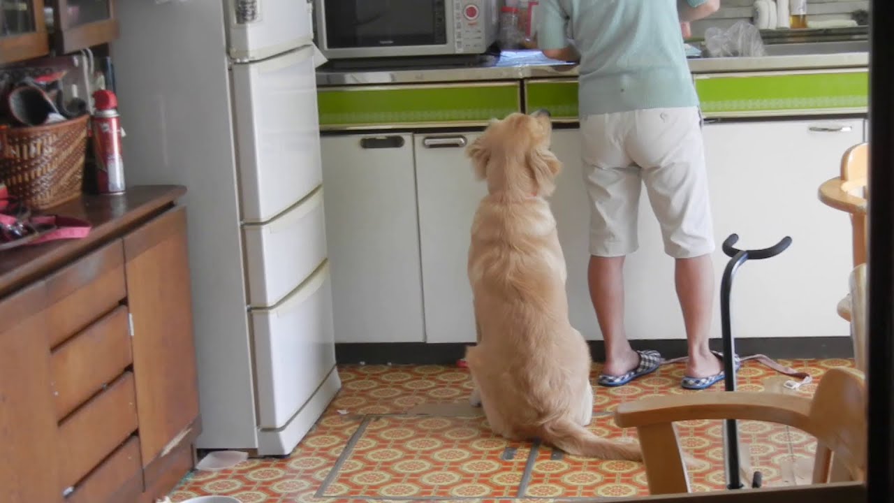 キャベツをもらうゴールデンレトリバー