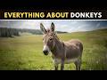 The Donkey The Most Underrated Animal On Earth