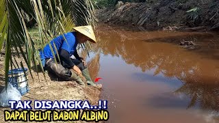 Download lagu REZEKI NOMPLOK ‼️DAPAT BELUT BABON ALBINO | viral 2024 | #mancingmania mp3 Download lagu REZEKI NOMPLOK ‼️DAPAT BELUT BABON ALBINO | viral 2024 | #mancingmania mp3