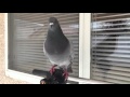 Peggy the Pigeon Cooing