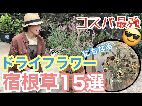 ガンナーフラワー 植物