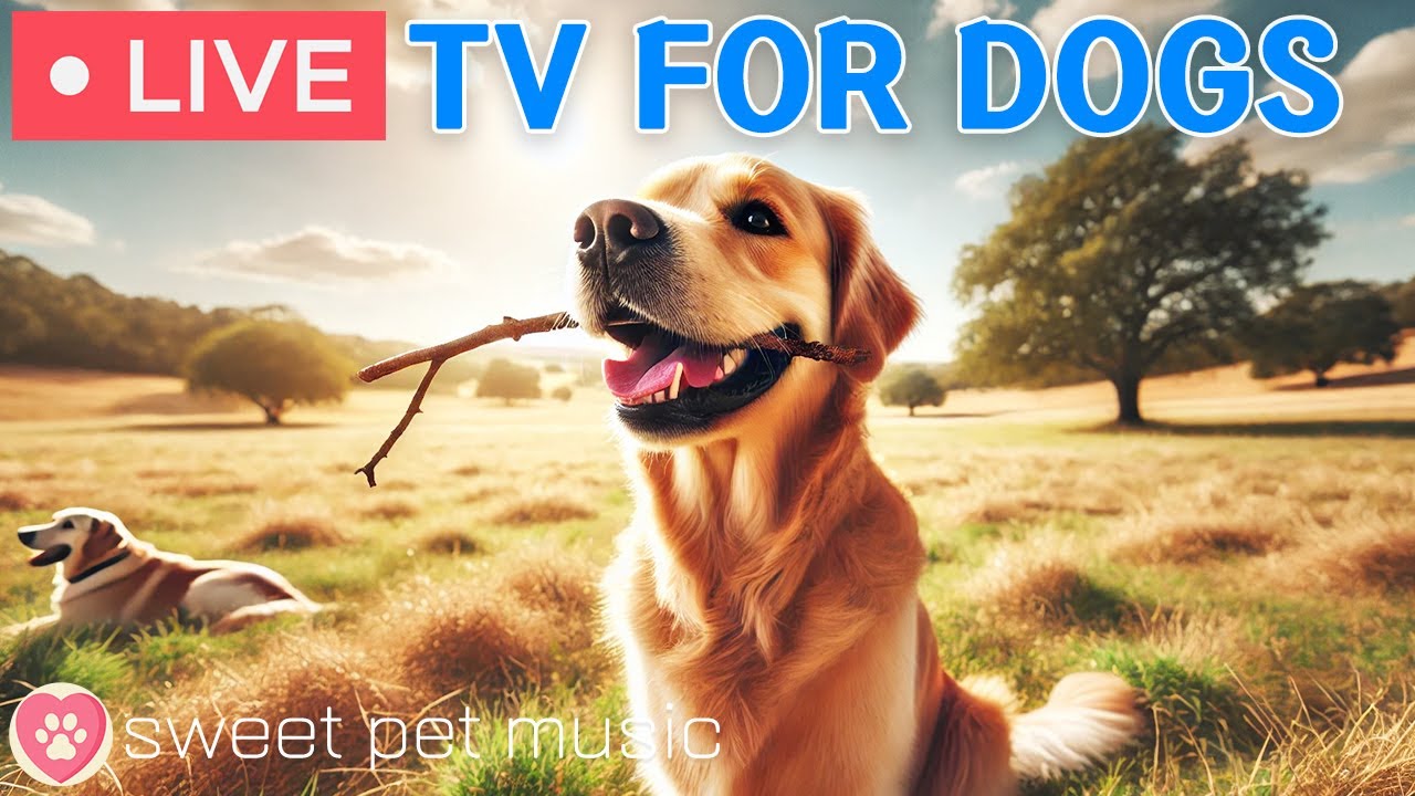 🔴 24 hours of Dog TV🎵Best Fun Entertainment for Bored Dogs｜Anti-Anxiety Music for Dog🐶Dog Music