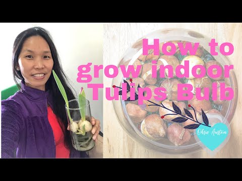 image-Can you force Tulip bulbs inside?