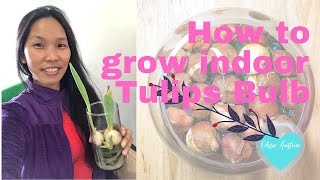 How to Grow Indoor Tulips Bulb