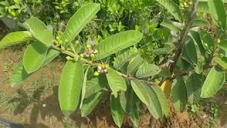 preview picture of video 'Guvava Best Selection variety by Hero Organic Plants Available  for Plantation contact us 7535875358'