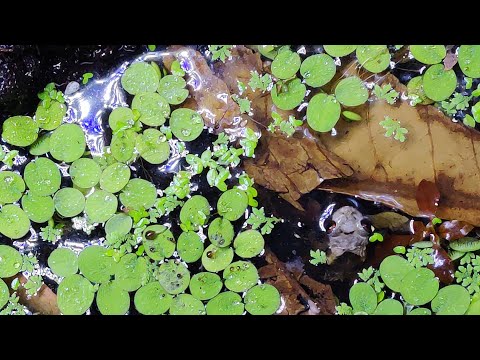 Žaba machová bradavičnatá (Theloderma asperum) — video o chove a starostlivosti