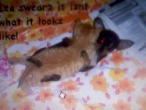 lol cats are SOOOOOOOOOOO FUNNY!!!!!