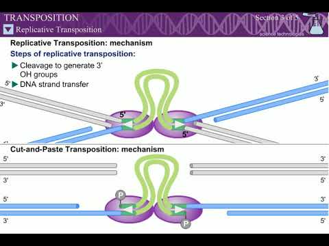 Transposition l Mechanism of Transposition