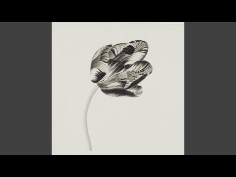 フロリバンダ 'イエロー メイラブ' 植物