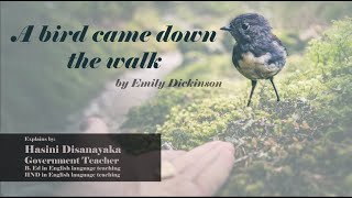 A bird came down the walk by Emily Dickinson ❤️ | poem analysis by lit feels