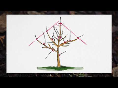 Obstbaum richtig schneiden