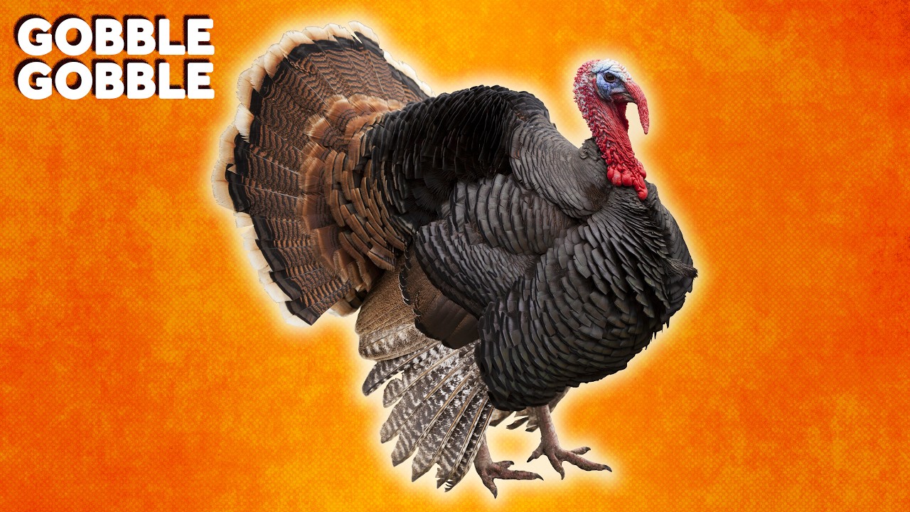 Why Do We Eat Turkey During the Holidays?