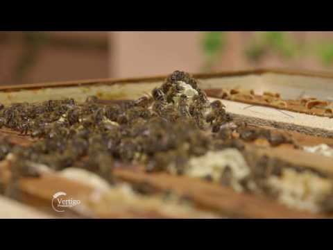 Uzgoj pčela i proizvodnja meda na Fruškoj Gori - U nasem ataru 698