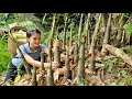 FULL VIDEO 150 Days Of Harvesting Taro Bamboo Shoots Sugarcane Plums Eggplants Market To Sell