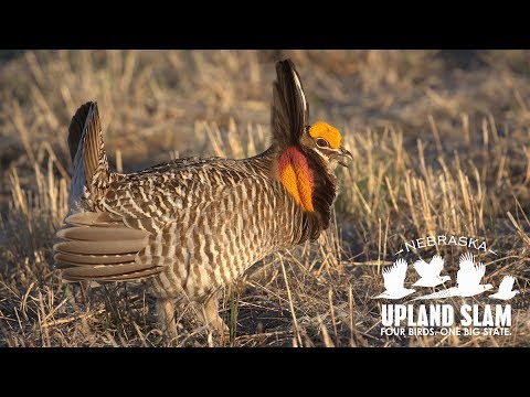 How To Hunt Prairie Grouse: 2019 Nebraska Upland Slam