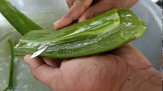 How to make Aloe Vera juice to drink at home